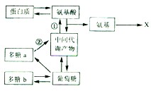 下图表示生物体的部分物质代谢过程，请回答相关问题：(1)若上述过程发生在植物体内，②过程不发生，则多糖a和多糖b分别代表_____高中生物题库