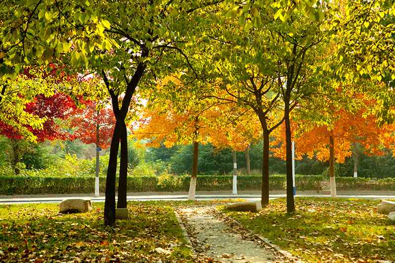 <a href='/zhuanlan/henanbk/24/'>黄淮学院</a>校园风景-数树深红出浅黄