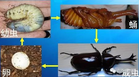 在独角仙短暂的一生中,先是经过了卵期,卵孵化为幼虫,大量取食,而后