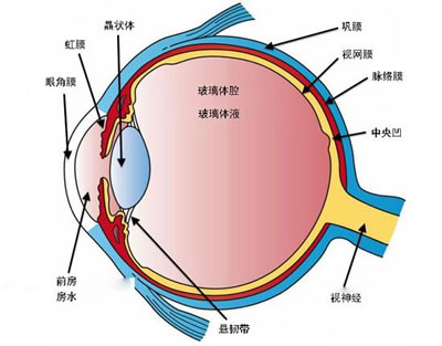 为什么眯起眼睛看东西更清楚？