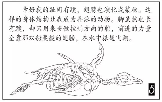 企鹅是鹅吗_企鹅不是鹅的原因
