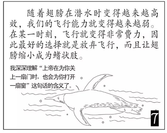 企鹅是鹅吗_企鹅不是鹅的原因