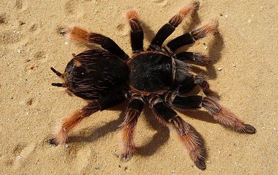 所有的蜘蛛都结网吗有不结网的蜘蛛吗