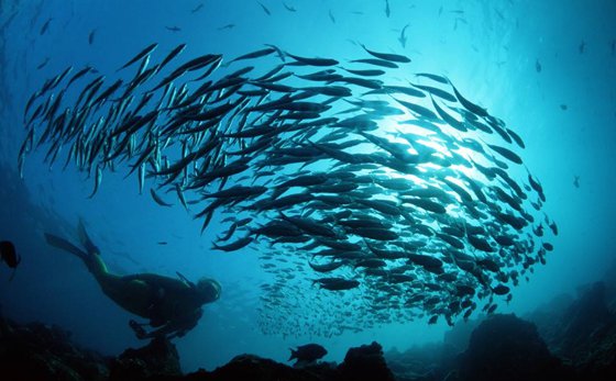 为什么鱼儿喜欢成群结队地活动_鱼集体行动的原因