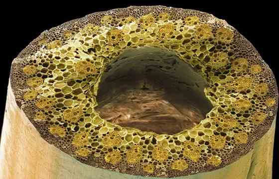 显微镜下的竹子结构而把单子叶植物的茎切成薄片,放在显微镜下面观察