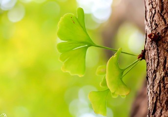 浙江考生多少分可以上贵州中医药大学针灸推拿学专业？【历年分数线汇总】